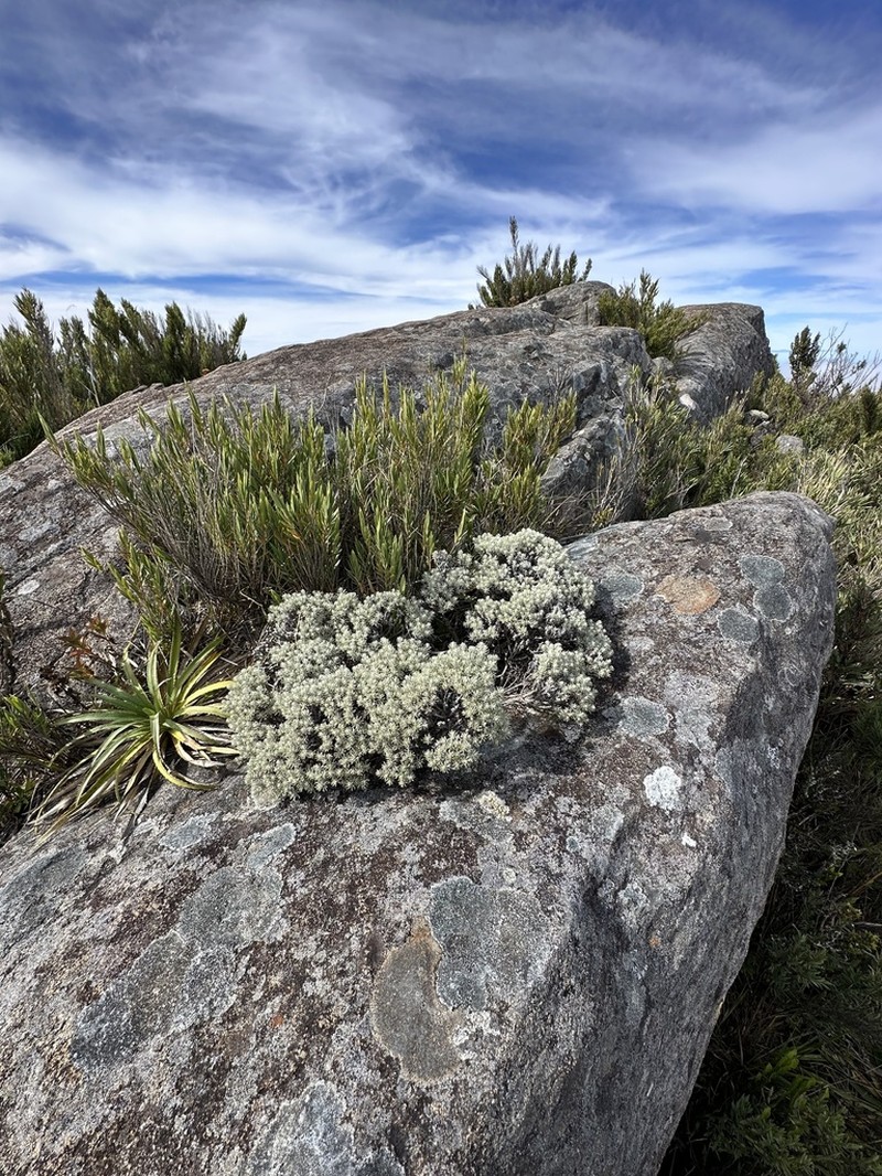 Chionolaena capitata photo 7