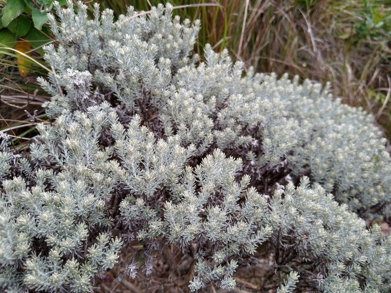 Chionolaena capitata photo 8