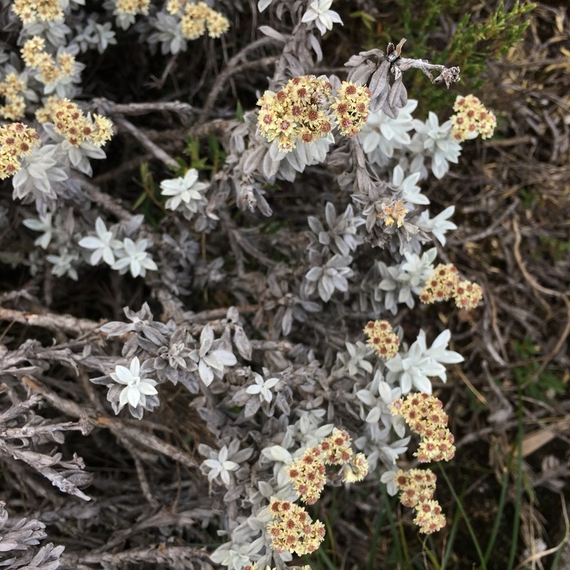 Chionolaena isabellae
