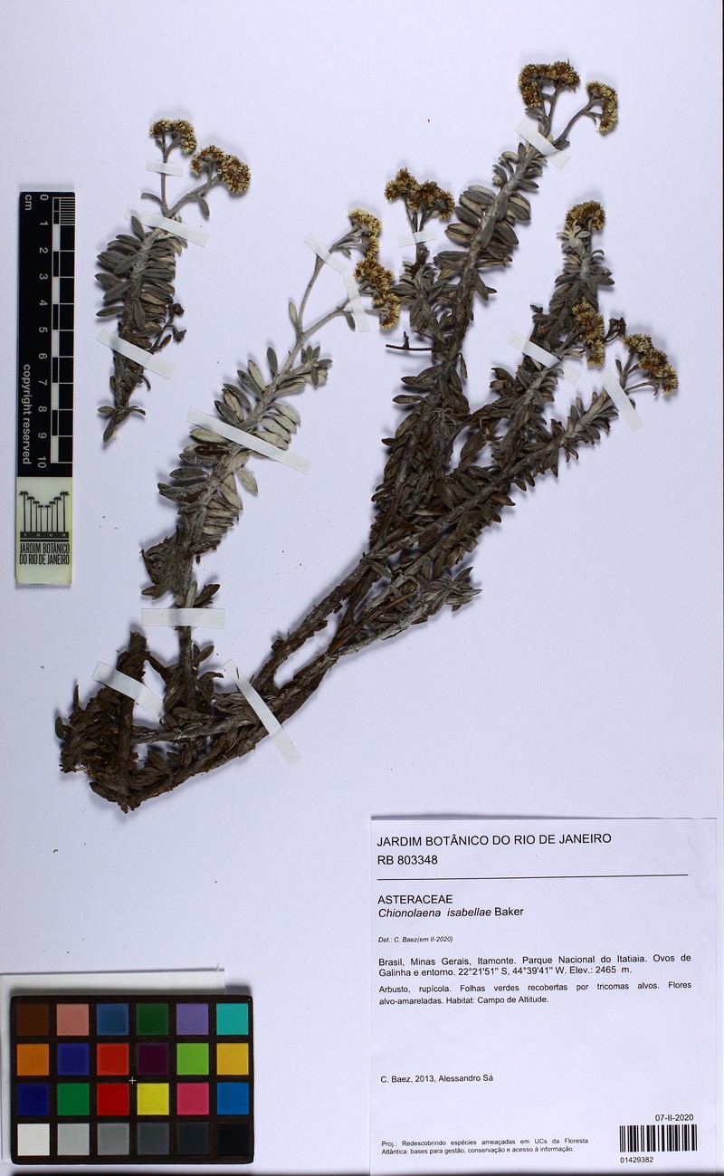 Chionolaena isabellae photo 2