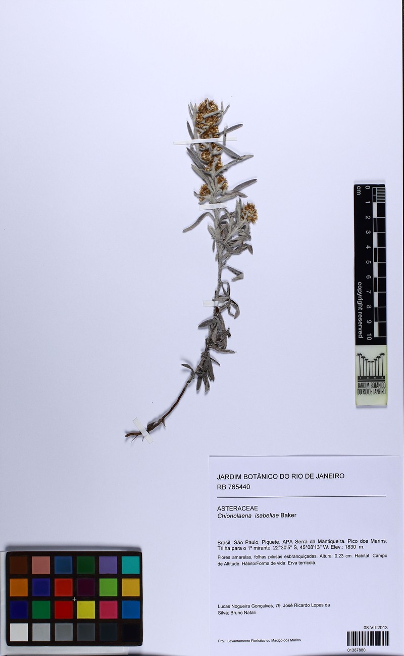 Chionolaena isabellae photo 4