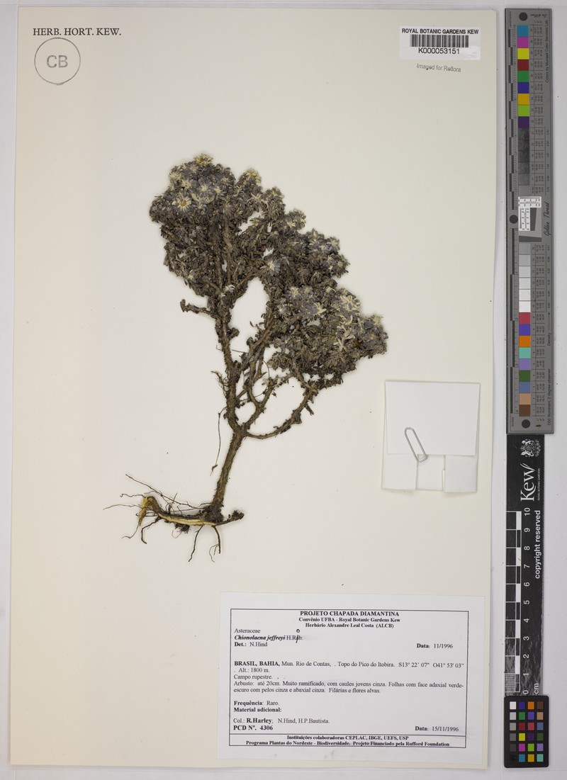 Chionolaena jeffreyi