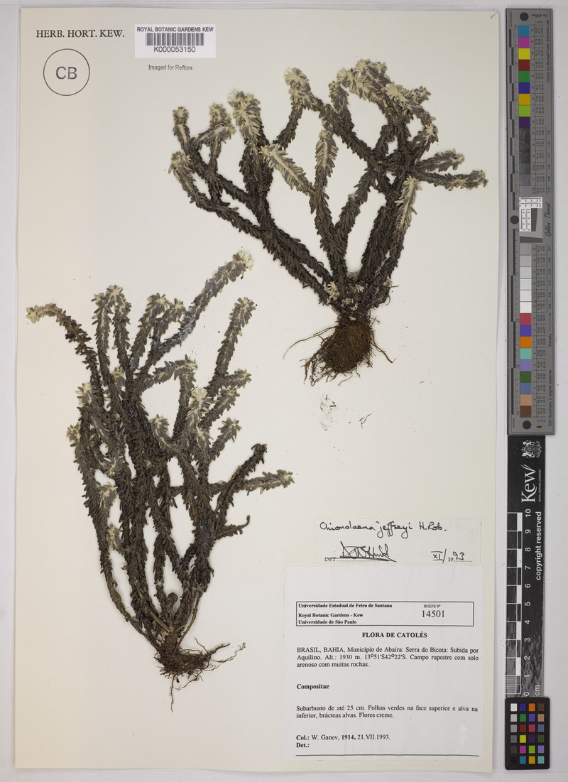 Chionolaena jeffreyi photo 2