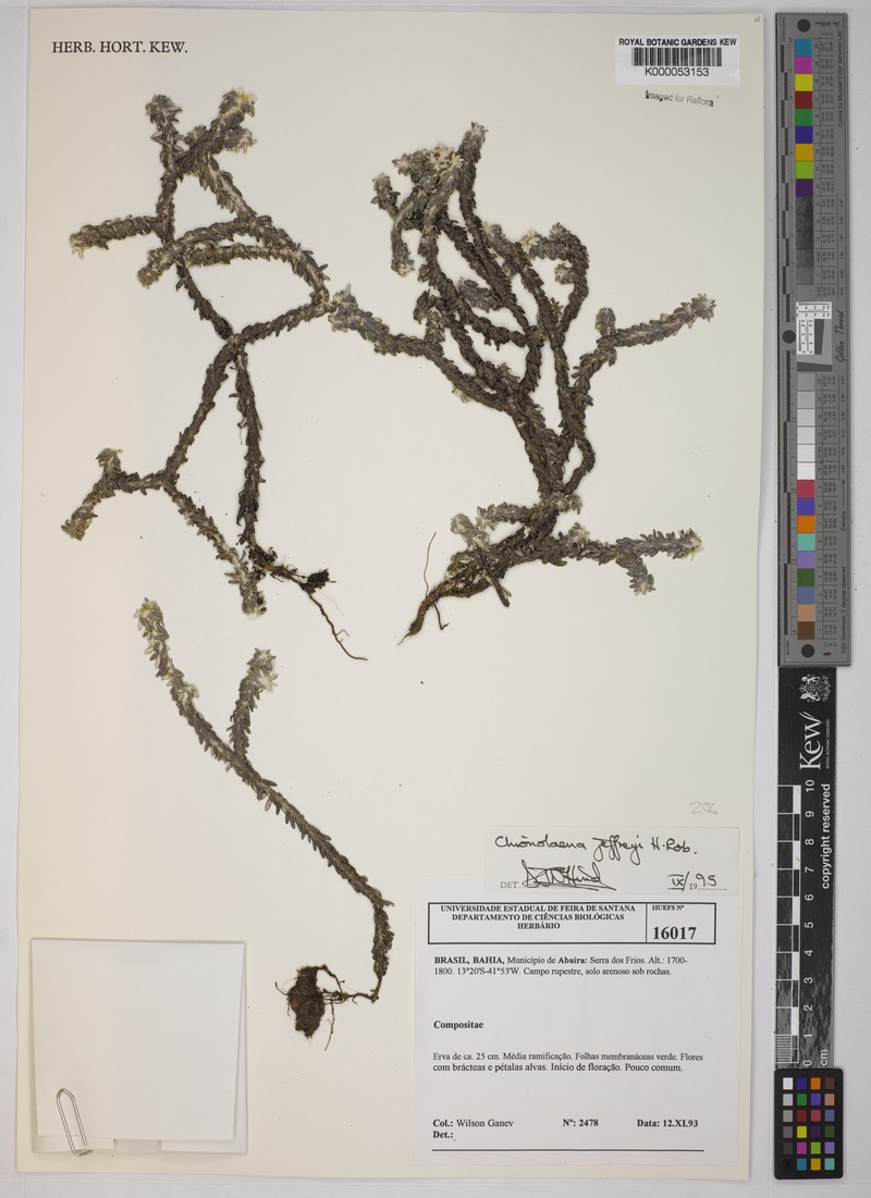 Chionolaena jeffreyi photo 3