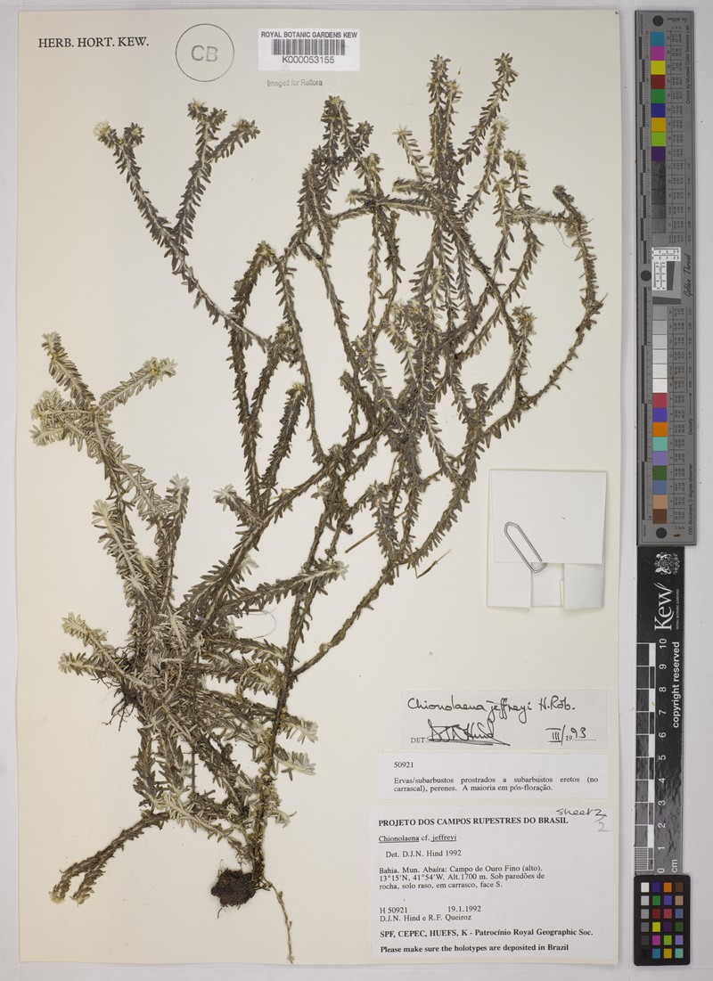 Chionolaena jeffreyi photo 4