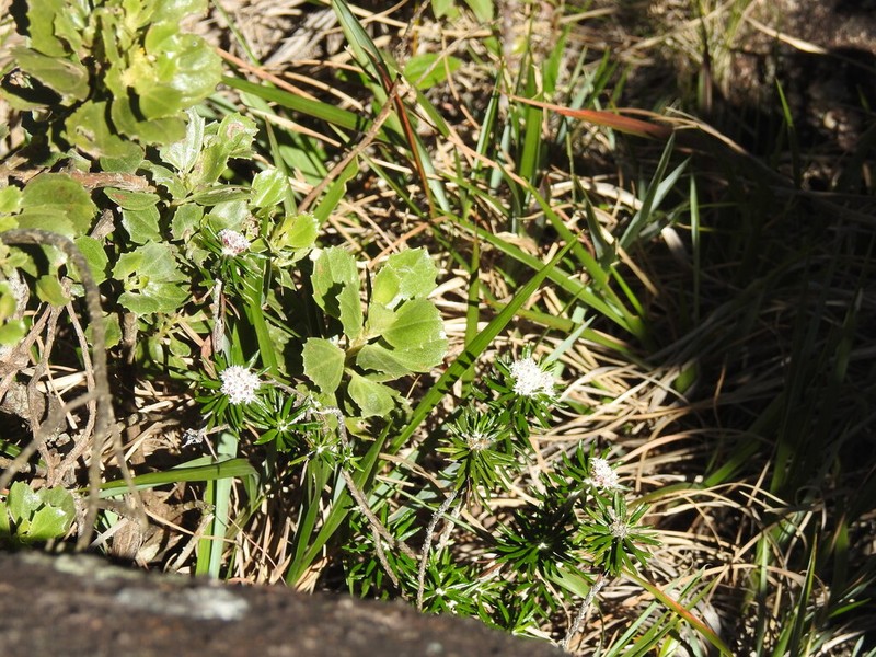 Chionolaena latifolia