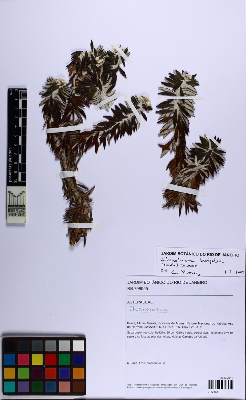 Chionolaena latifolia photo 2