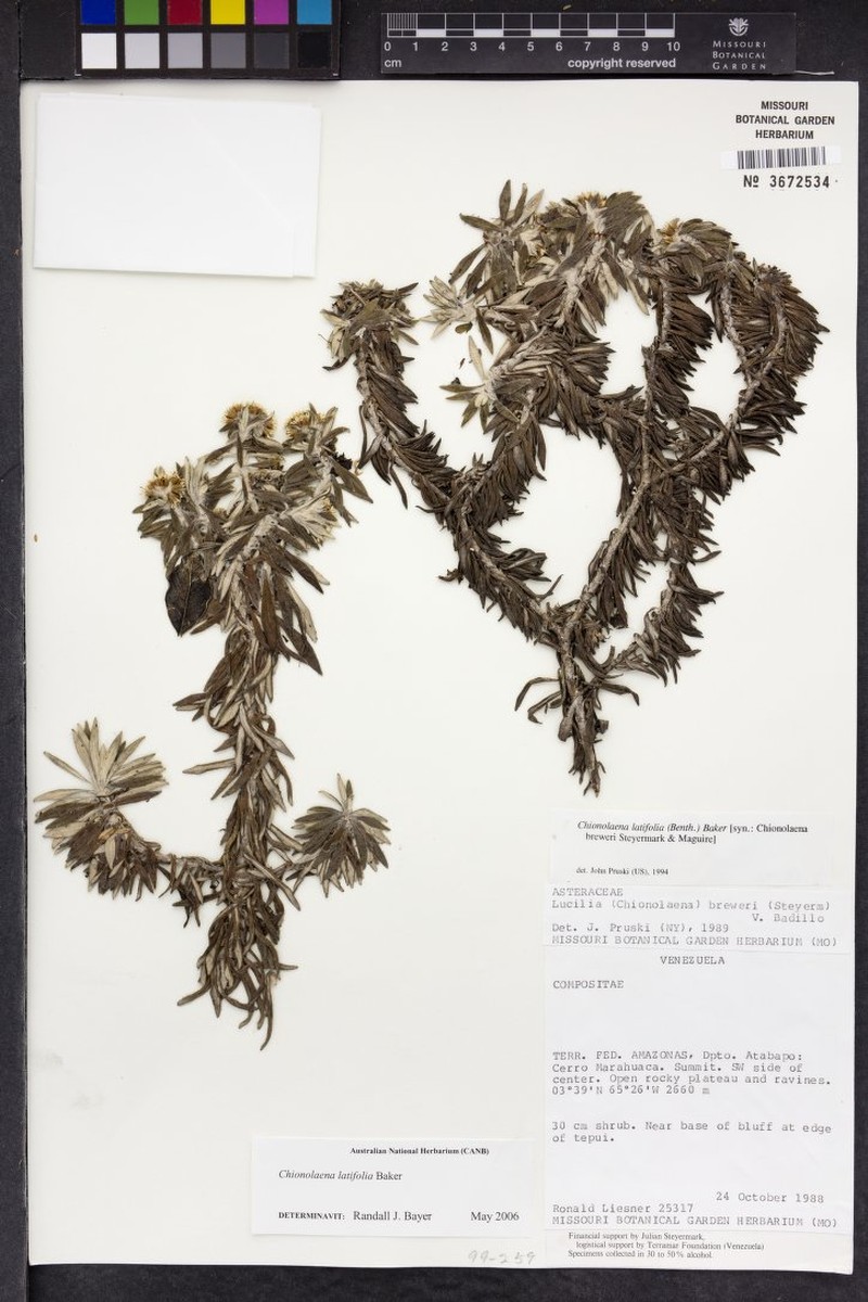 Chionolaena latifolia photo 3