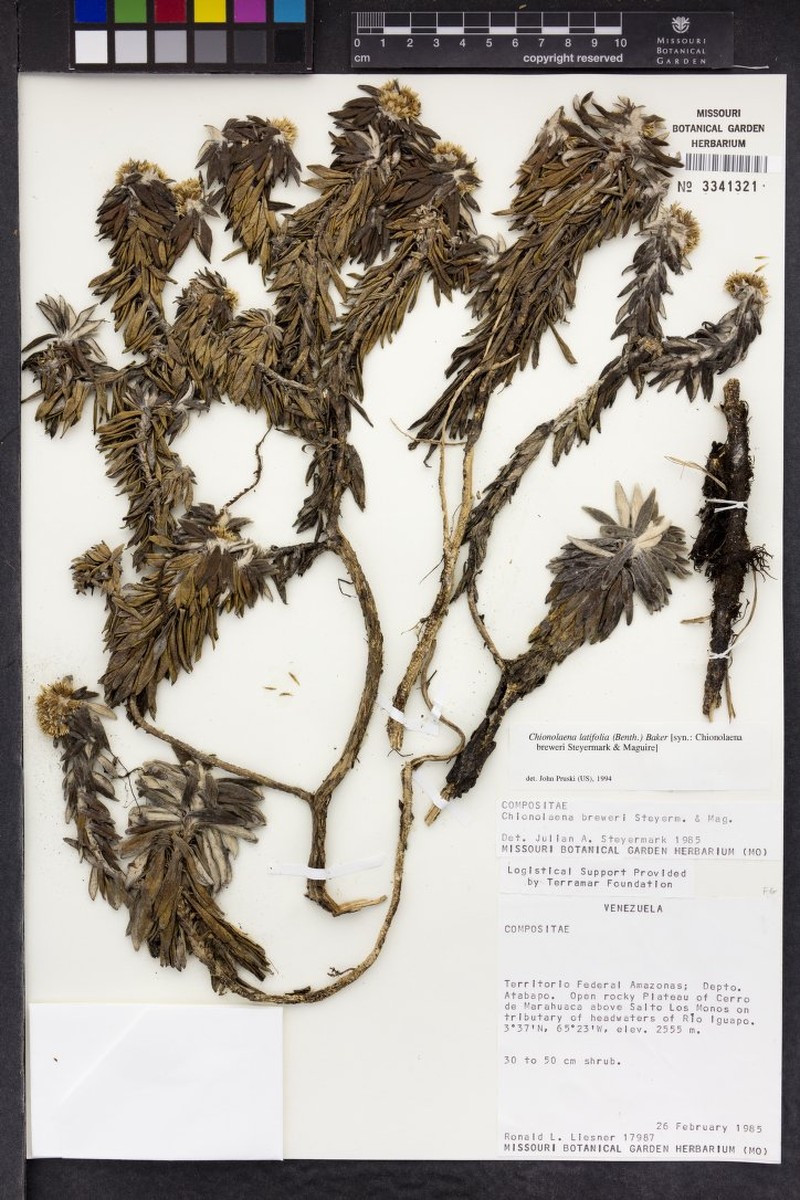 Chionolaena latifolia photo 4