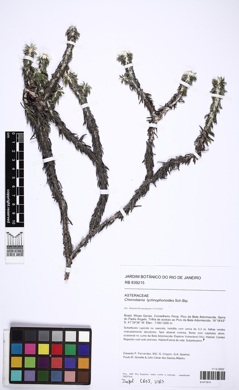 Chionolaena lychnophorioides