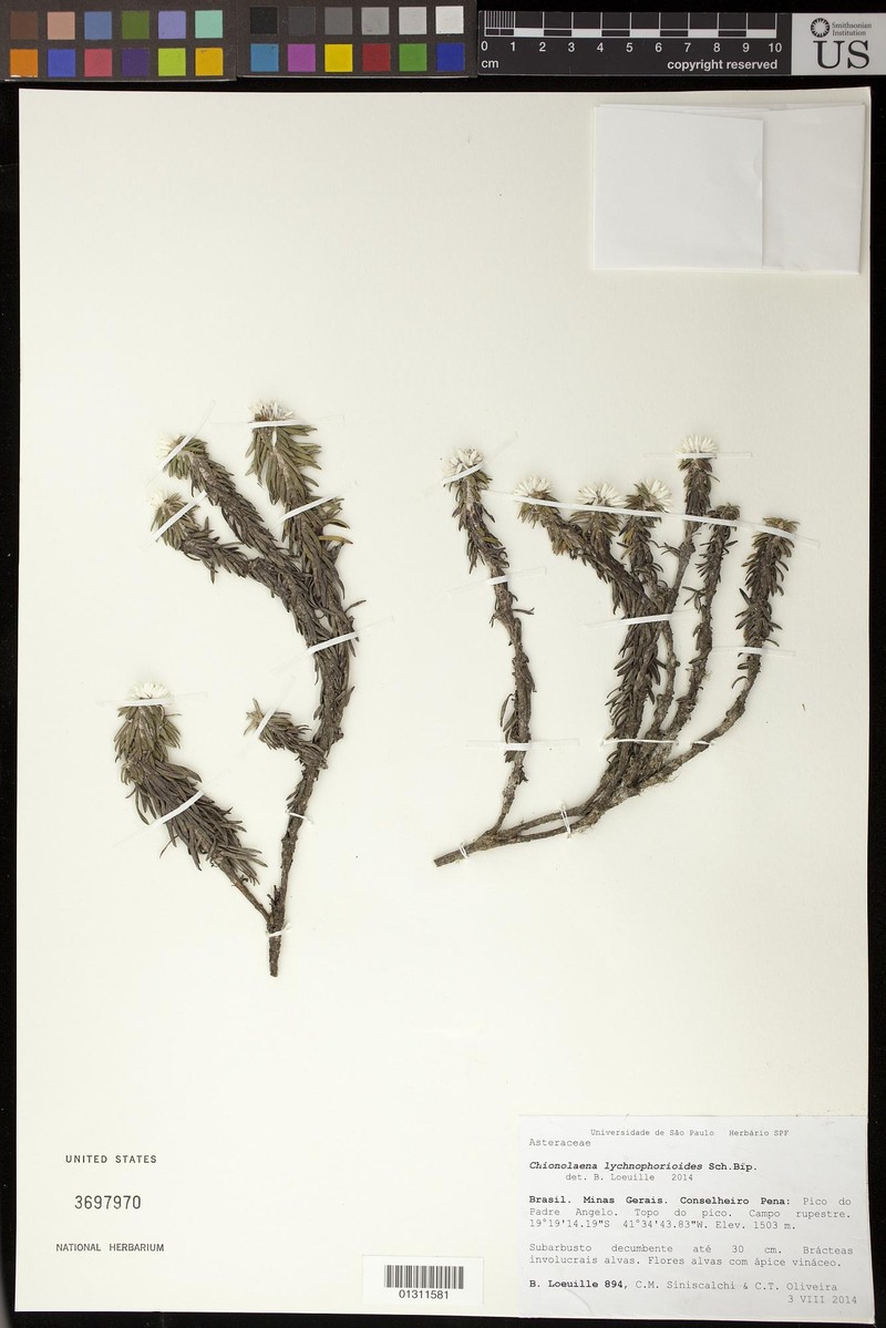 Chionolaena lychnophorioides photo 2