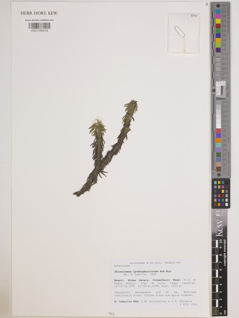 Chionolaena lychnophorioides photo 3