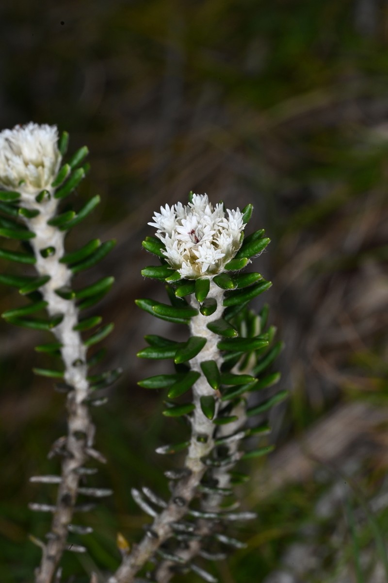 Chionolaena phylicoides