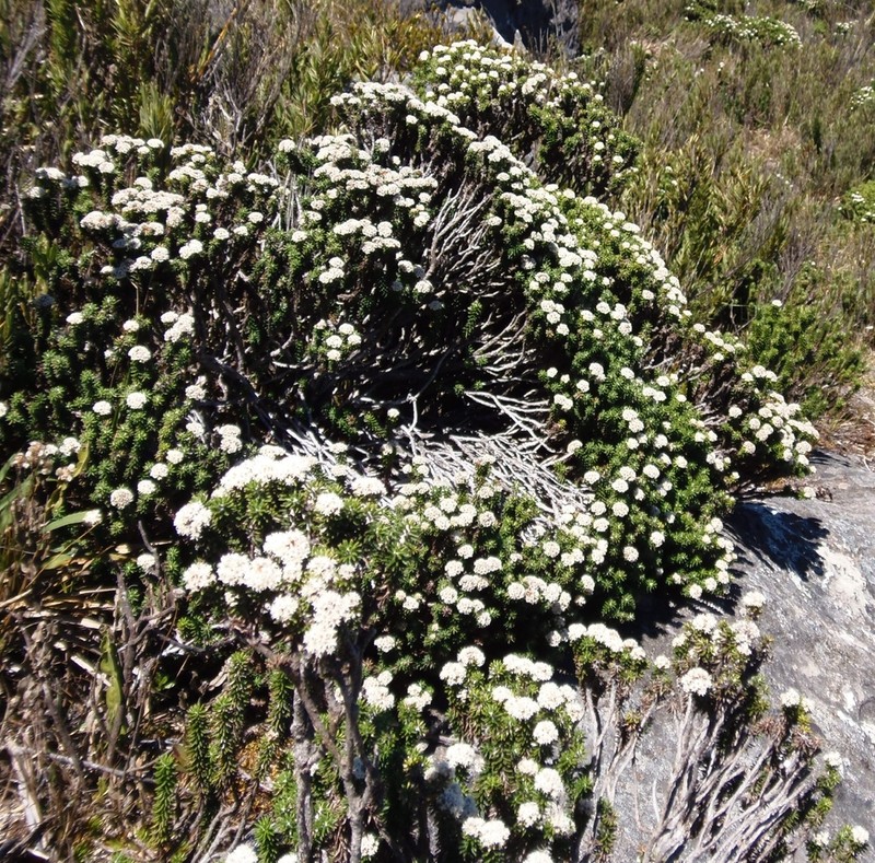 Chionolaena phylicoides photo 2