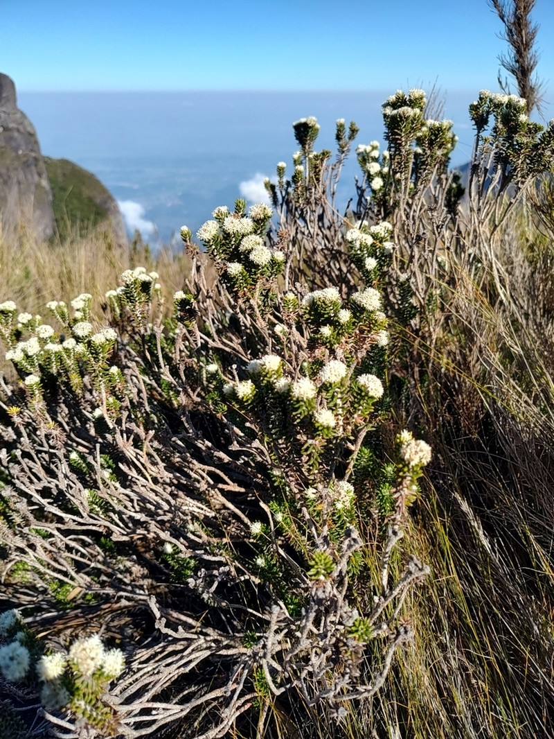 Chionolaena phylicoides photo 4