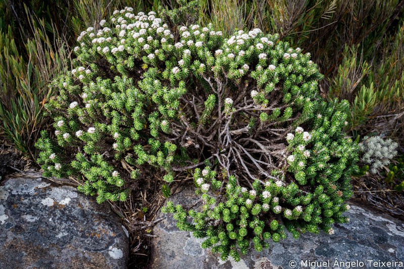 Chionolaena phylicoides photo 5