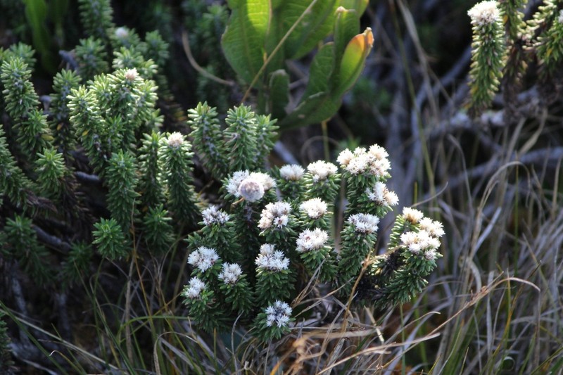 Chionolaena phylicoides photo 6