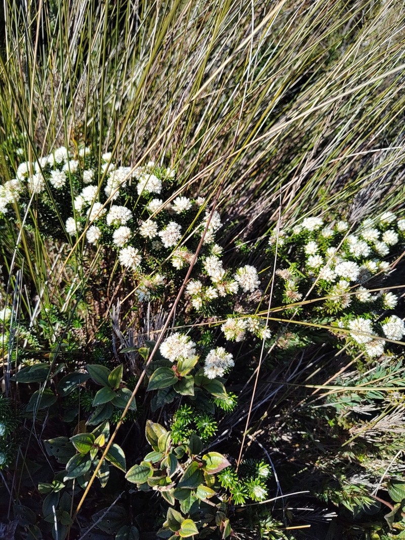 Chionolaena phylicoides photo 7