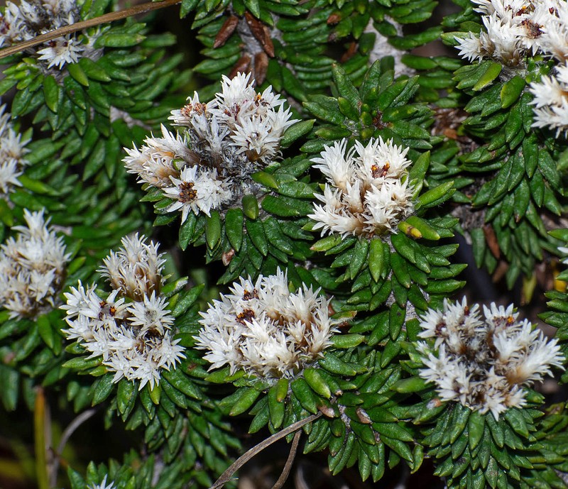 Chionolaena phylicoides photo 8