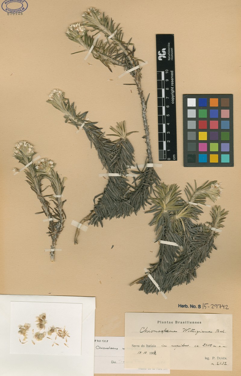 Chionolaena wittigiana
