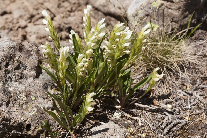 Rocky Mountain Snowlover
