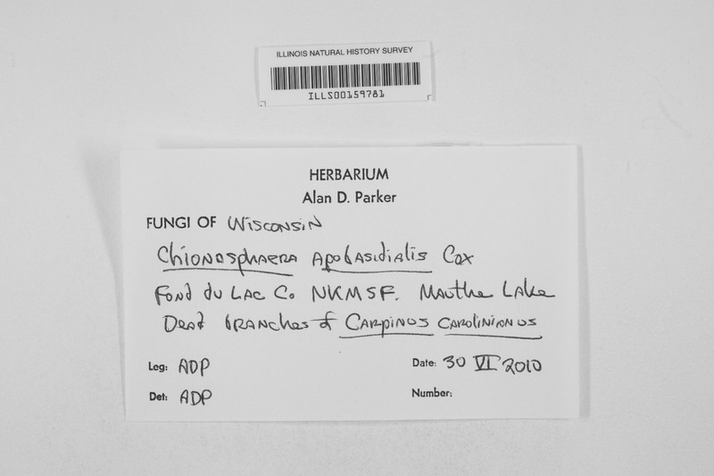 Chionosphaera apobasidialis