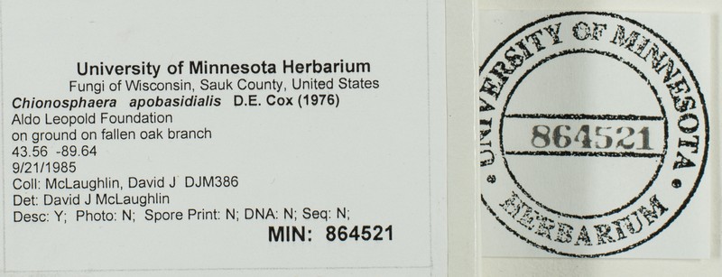 Chionosphaera apobasidialis photo 2