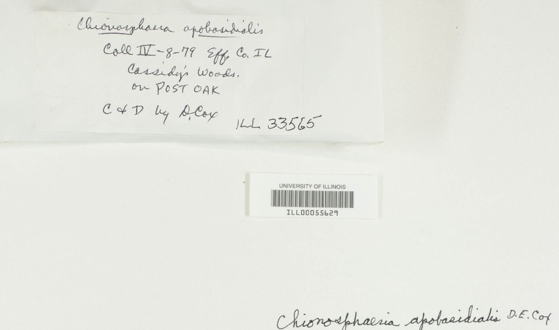 Chionosphaera apobasidialis photo 4