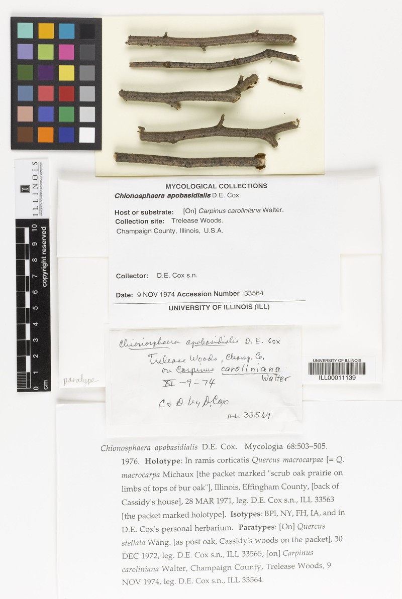 Chionosphaera apobasidialis photo 5