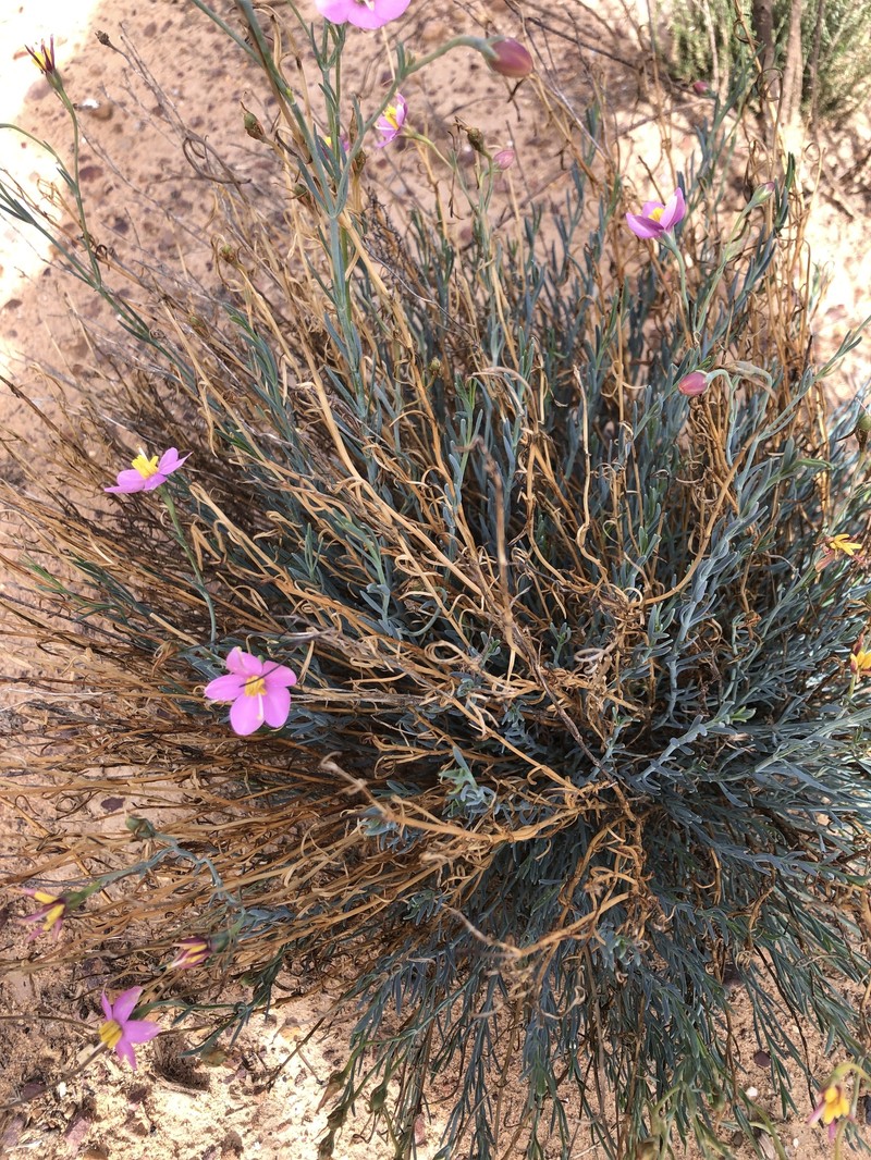 Chironia linoides subsp. linoides