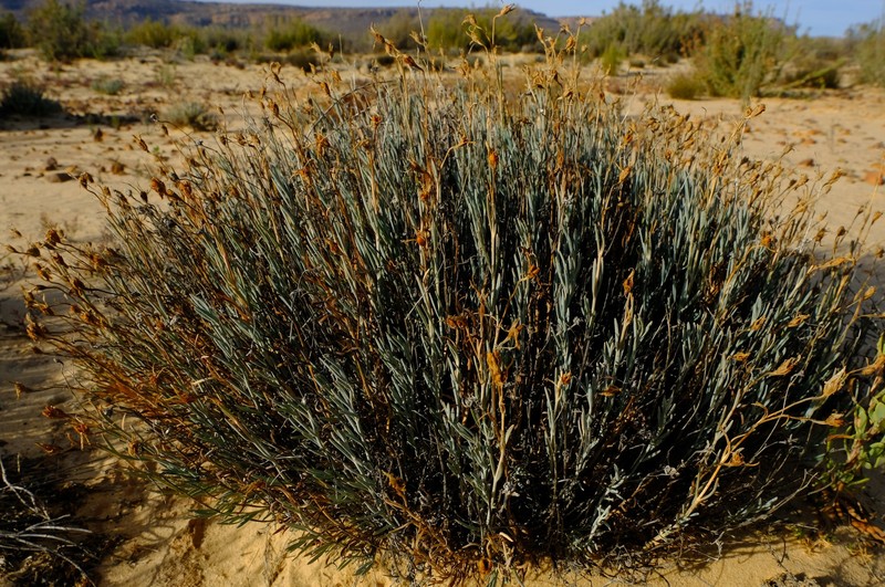Chironia linoides subsp. linoides photo 2