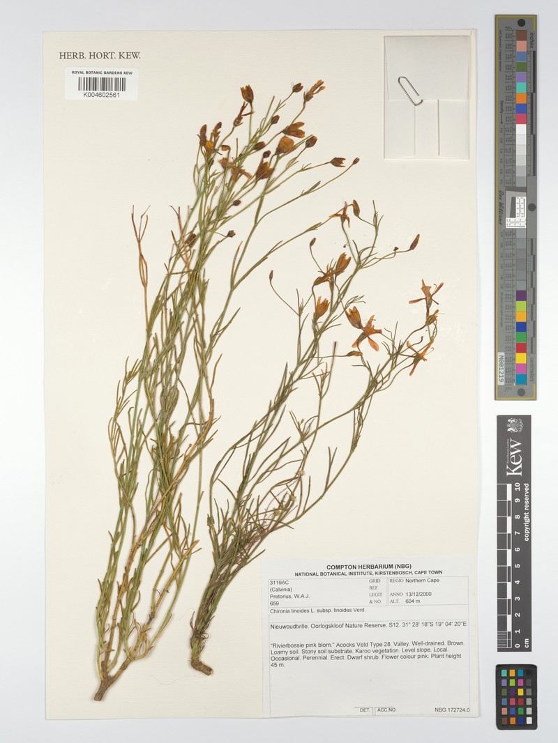 Chironia linoides subsp. linoides photo 3