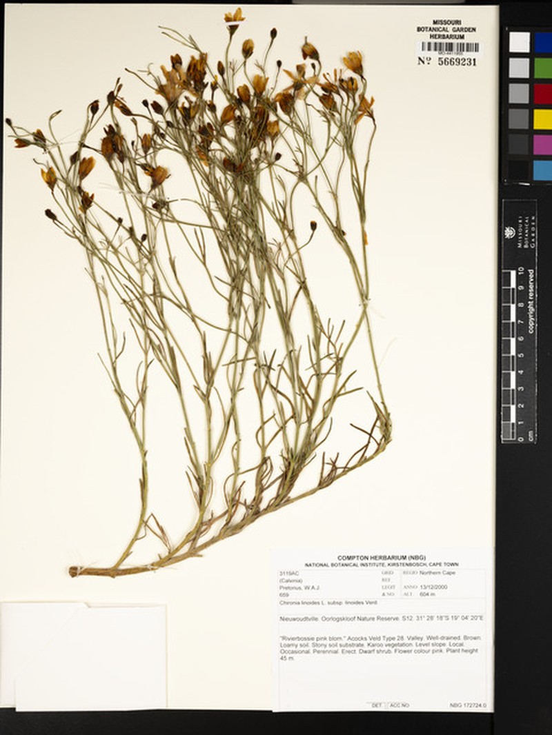 Chironia linoides subsp. linoides photo 4