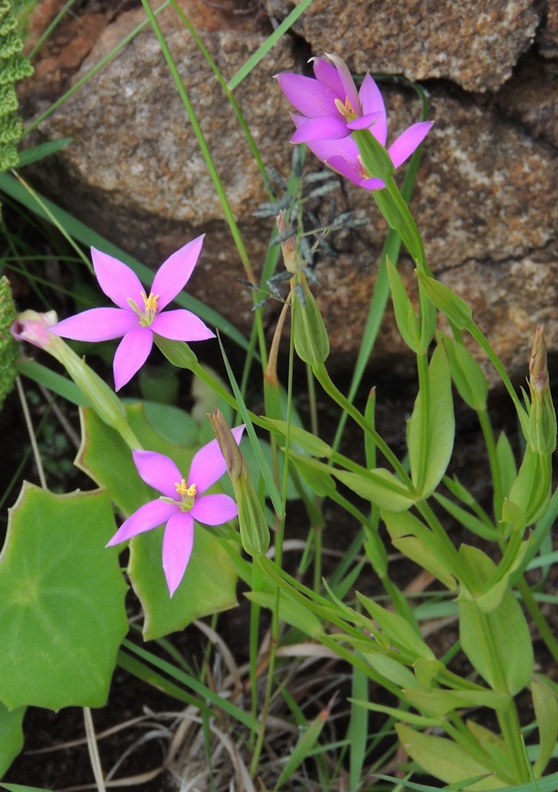 Chironia palustris subsp. palustris