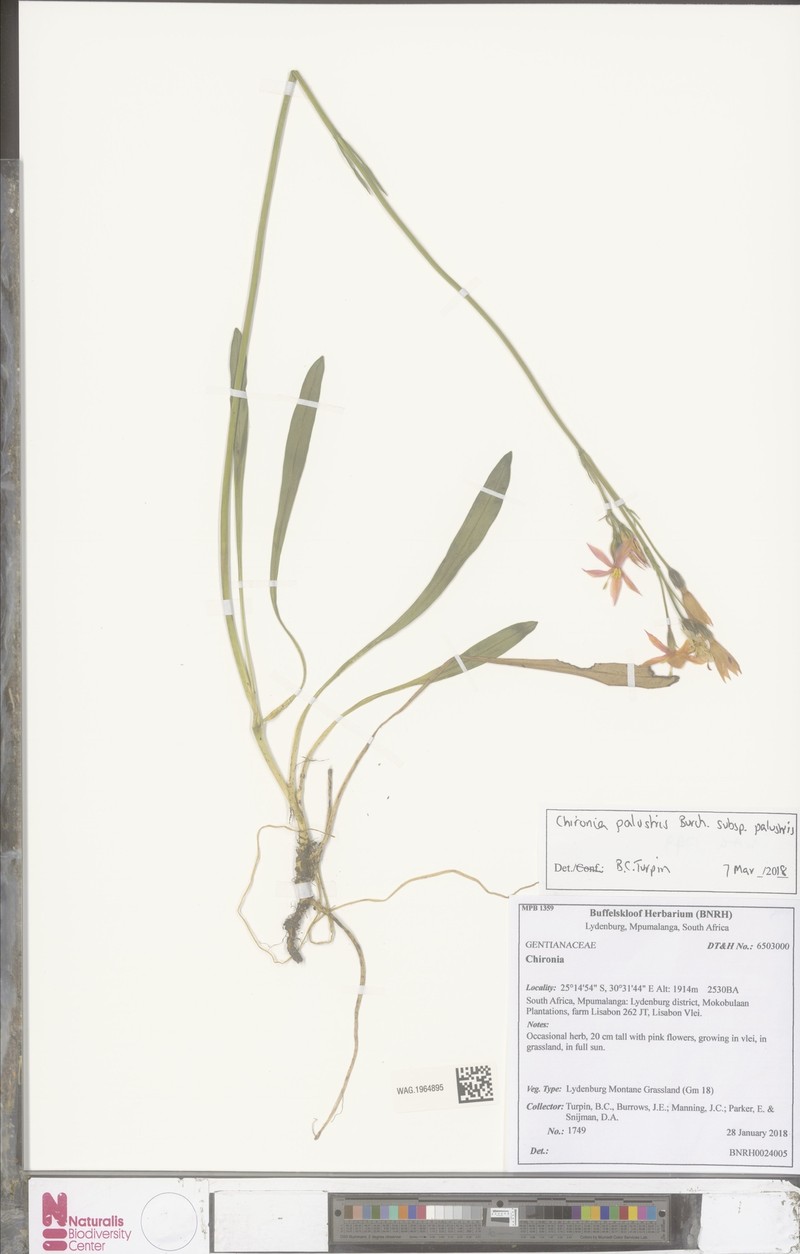 Chironia palustris subsp. palustris photo 2