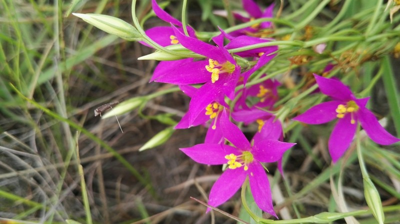 Chironia purpurascens subsp. purpurascens