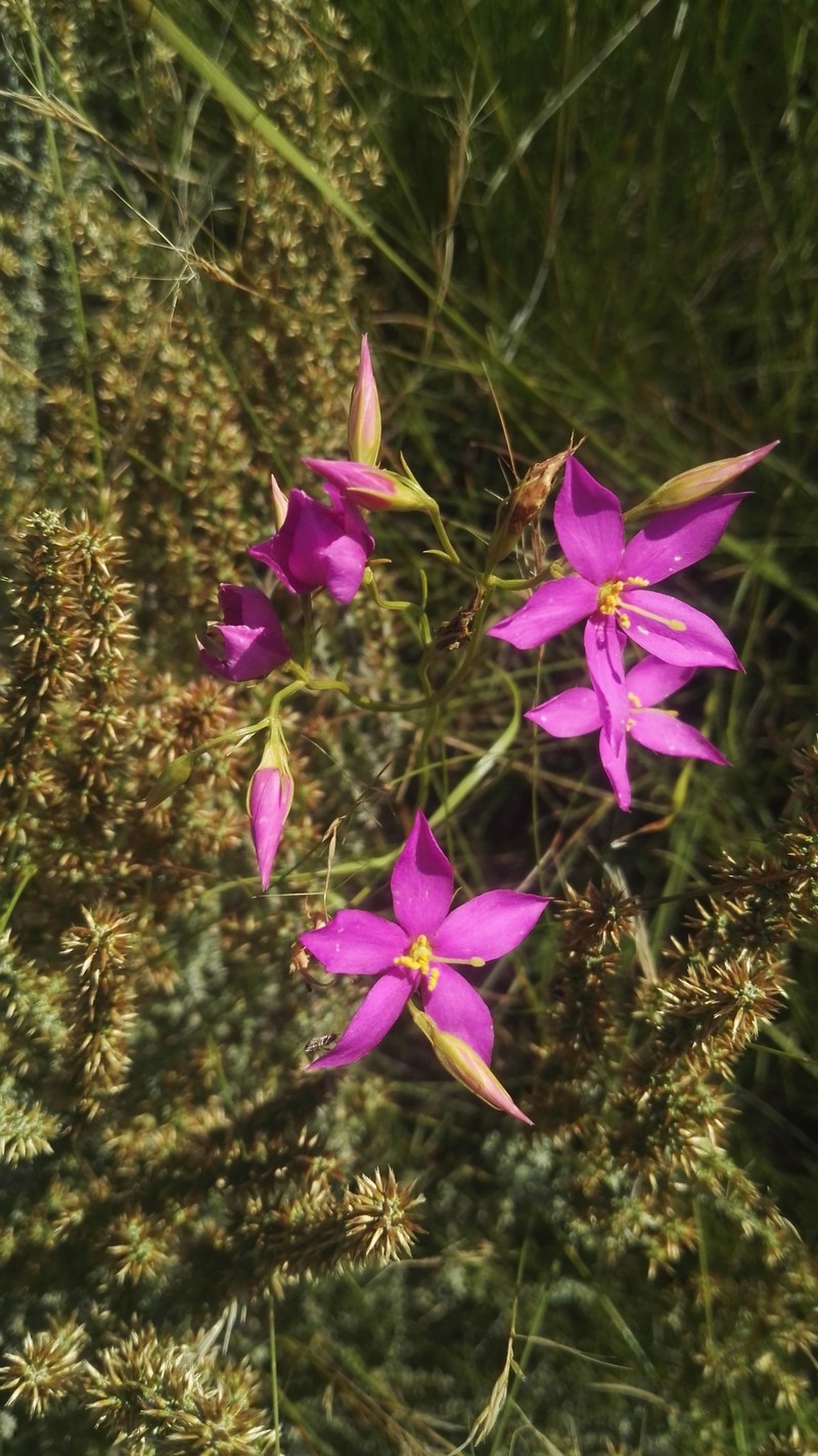 Chironia purpurascens subsp. purpurascens photo 2
