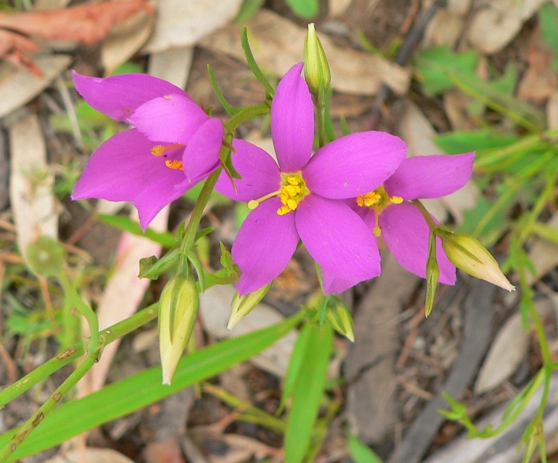 Chironia purpurascens subsp. purpurascens photo 3