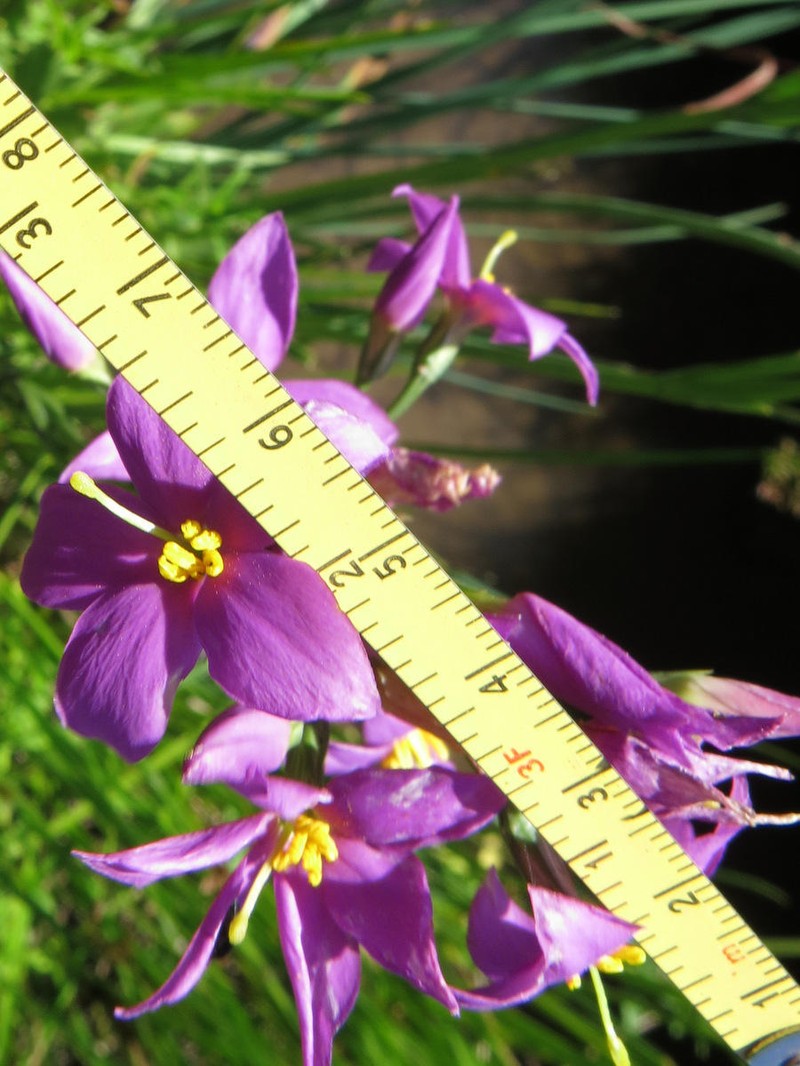 Chironia purpurascens subsp. purpurascens photo 4