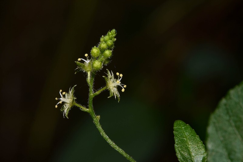 Chiropetalum latifolium