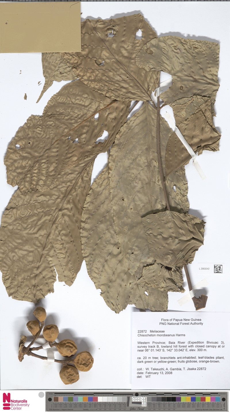 Chisocheton cumingianus subsp. cumingianus