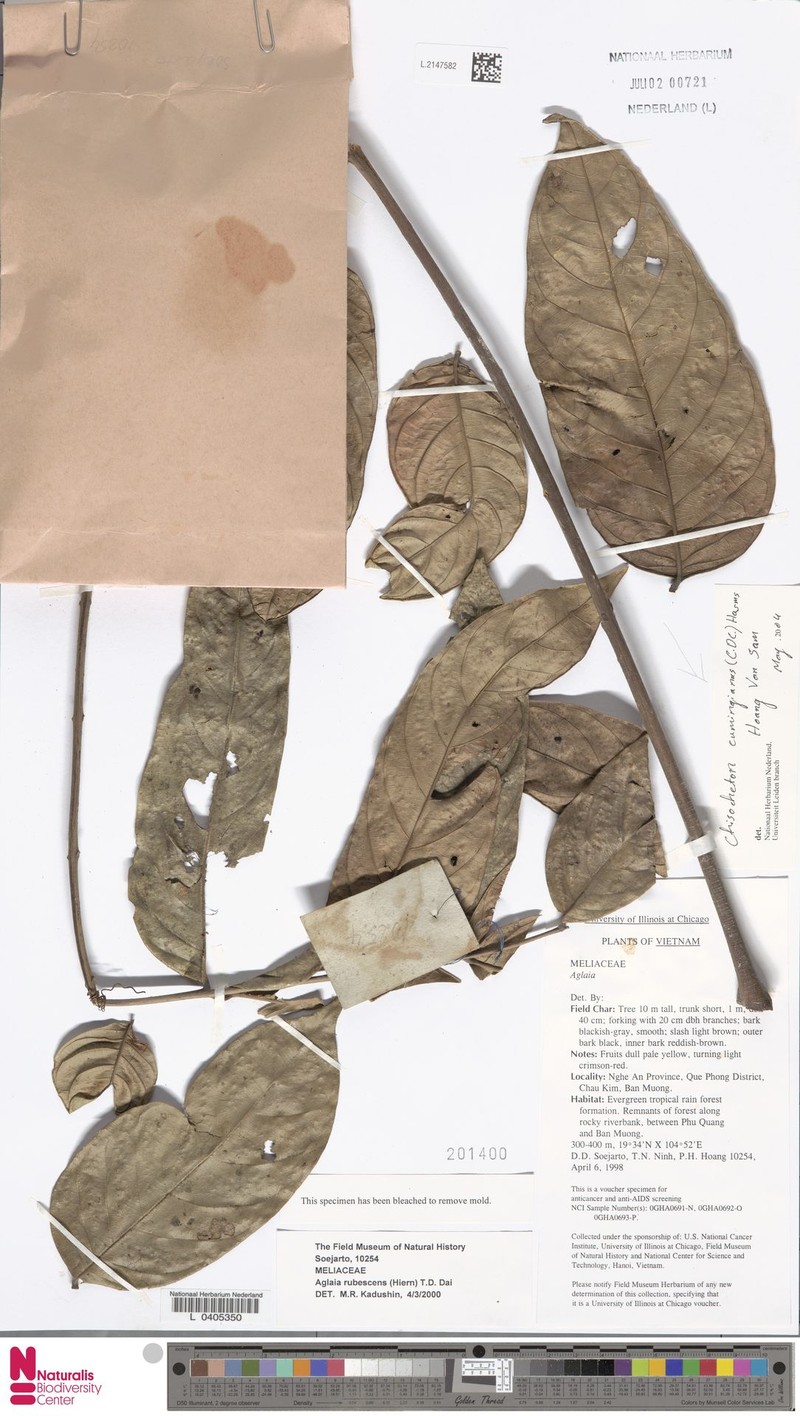 Chisocheton cumingianus subsp. cumingianus photo 2