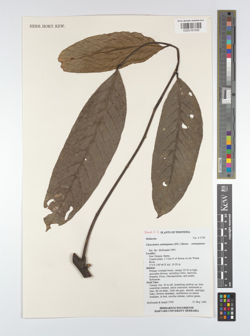 Chisocheton cumingianus subsp. cumingianus photo 3