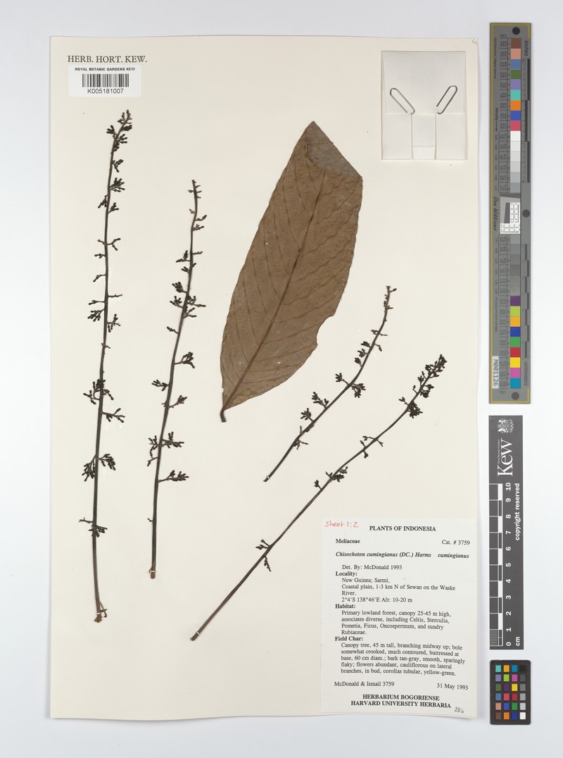 Chisocheton cumingianus subsp. cumingianus photo 4