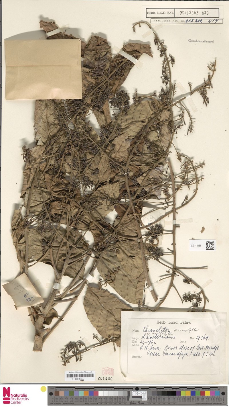 Chisocheton macrophyllus subsp. macrophyllus