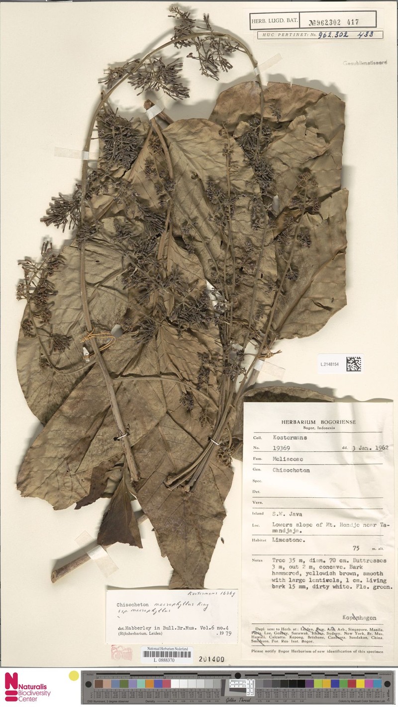 Chisocheton macrophyllus subsp. macrophyllus photo 2