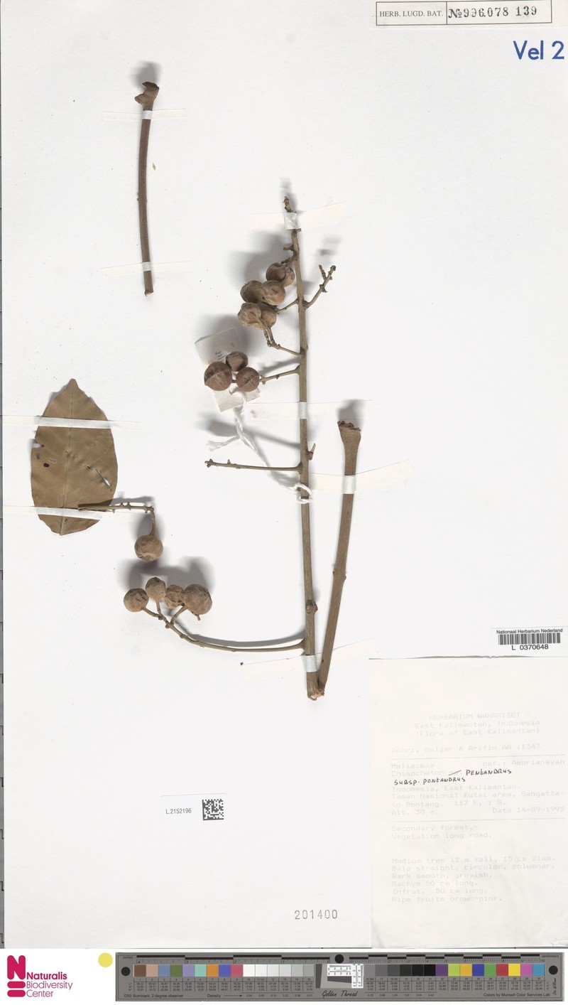 Chisocheton pentandrus subsp. pentandrus