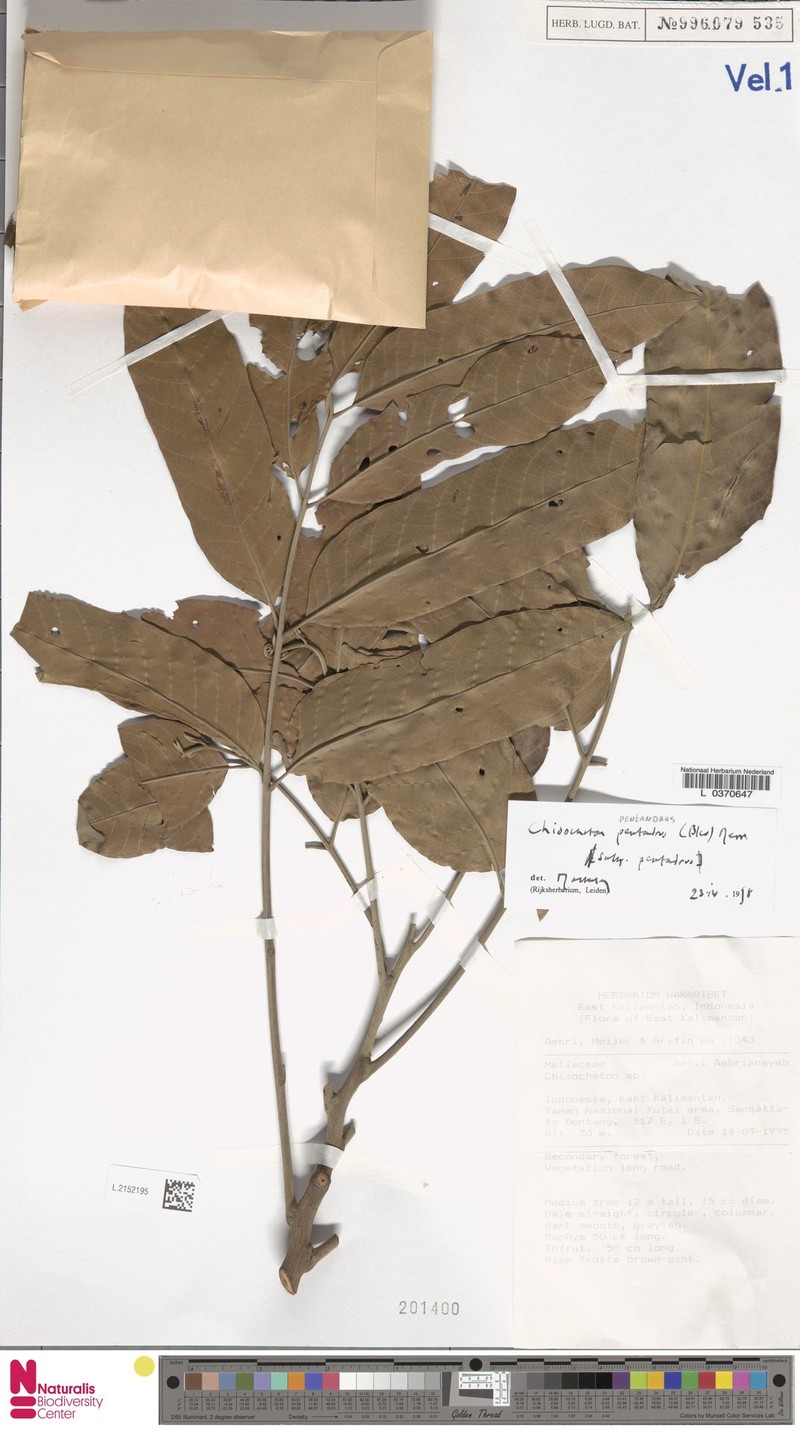 Chisocheton pentandrus subsp. pentandrus photo 2