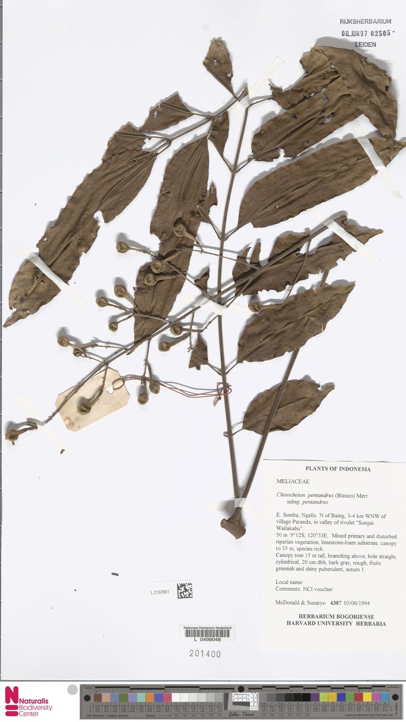 Chisocheton pentandrus subsp. pentandrus photo 3