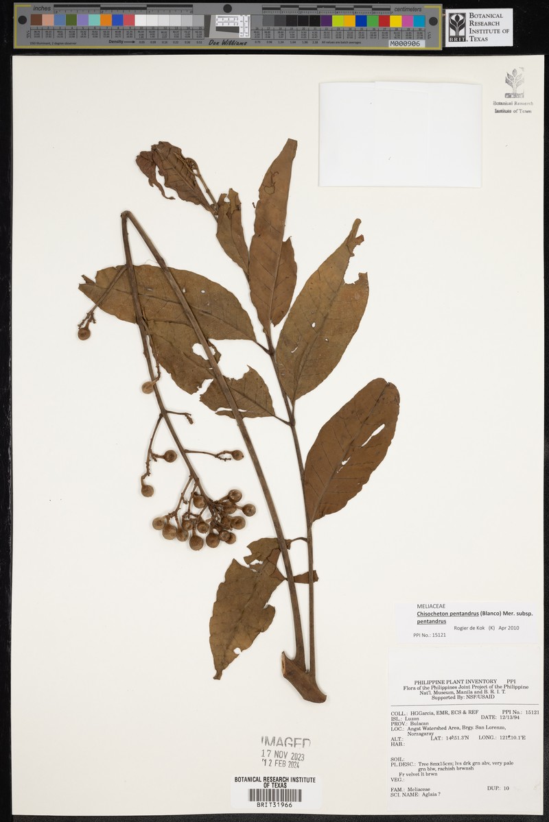 Chisocheton pentandrus subsp. pentandrus photo 4